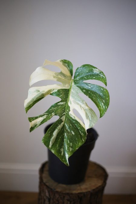 monstera variegated