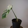 monstera variegated