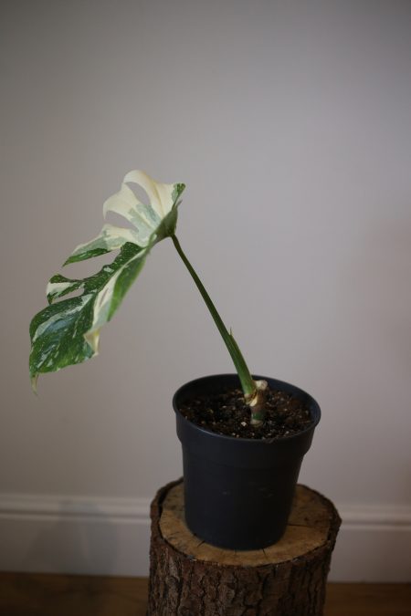 monstera variegated