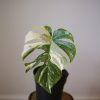 monstera variegated