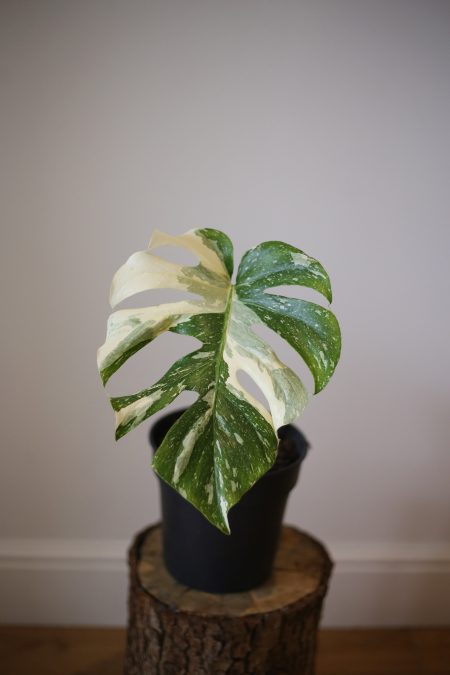 monstera variegated