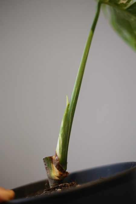 monstera variegated