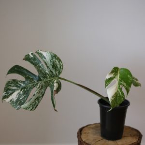 monstera variegated