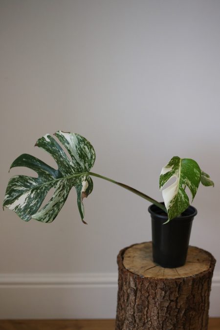 monstera variegated