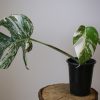 monstera variegated