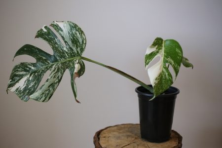 monstera variegated