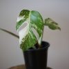 monstera variegated