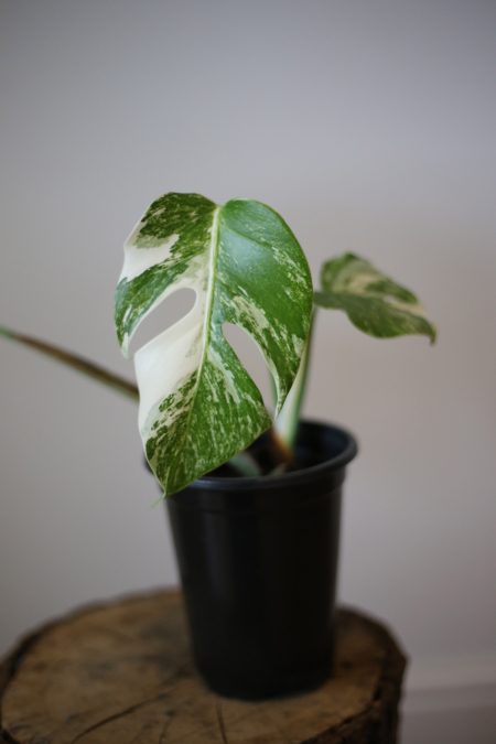 monstera variegated