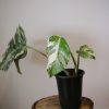 monstera variegated