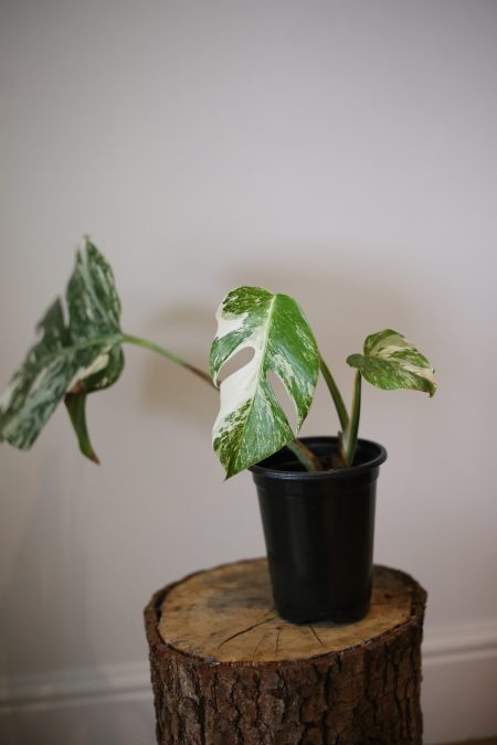 monstera variegated