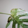 monstera variegated