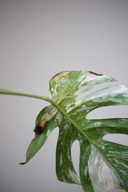 monstera variegated