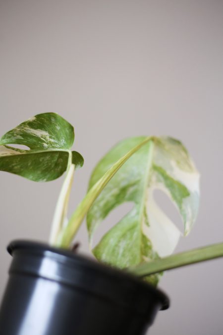 monstera variegated