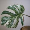 monstera variegated