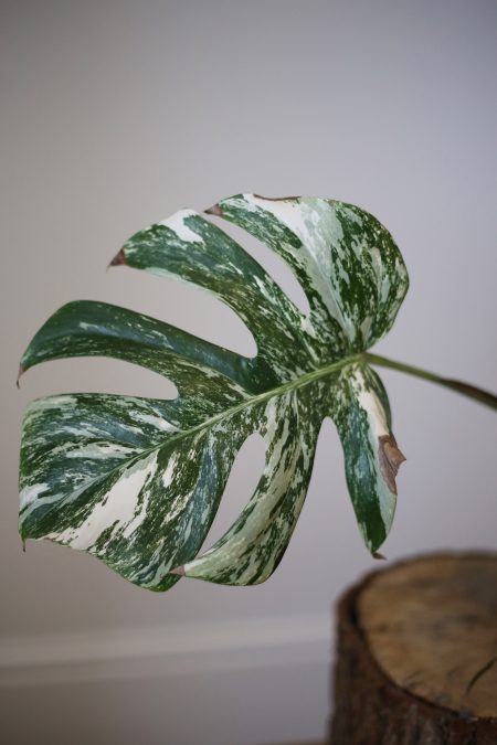 monstera variegated