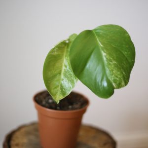 monstera variegated