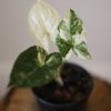 Syngonium Variegated