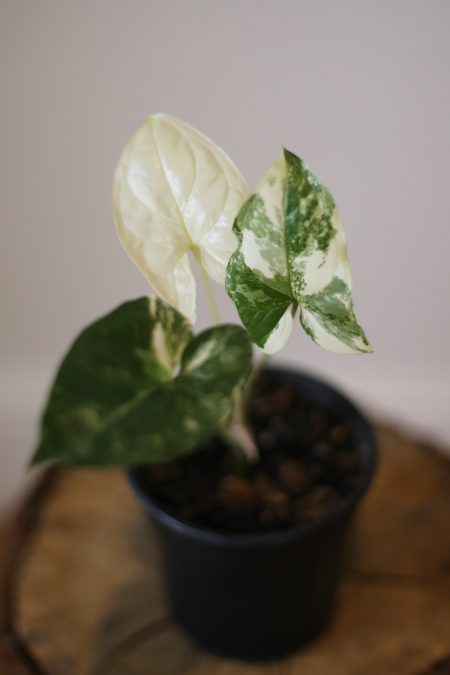 Syngonium Variegated