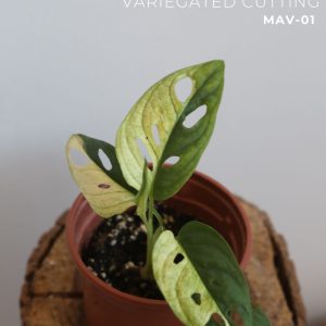 Monstera Adansonii variegated plant / variegata