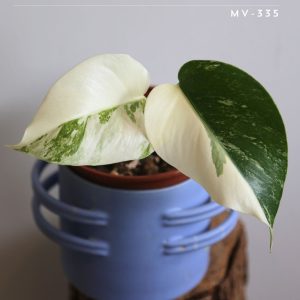 Monstera variegated Super White  ! White monstera variegata