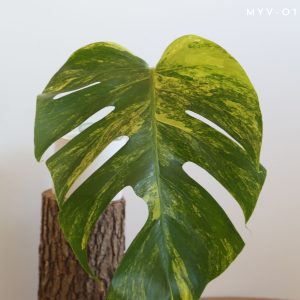 Monstera Borsigiana Aurora cutting / Yellow Marilyn