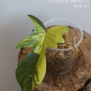 Philodendron Florida Beauty plant