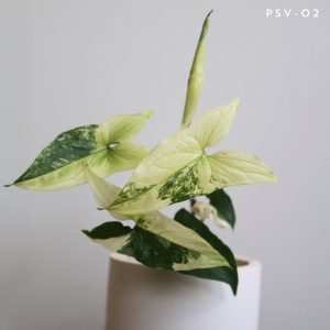 Syngonium Variegated plant / What you see you will get it!