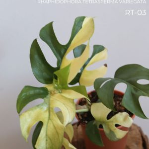 Rhaphidophora tetrasperma variegata / Monstera Minima / Get what you see! / Super rare!