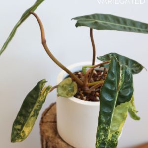 Philodendron Billietiae variegated / Limited only