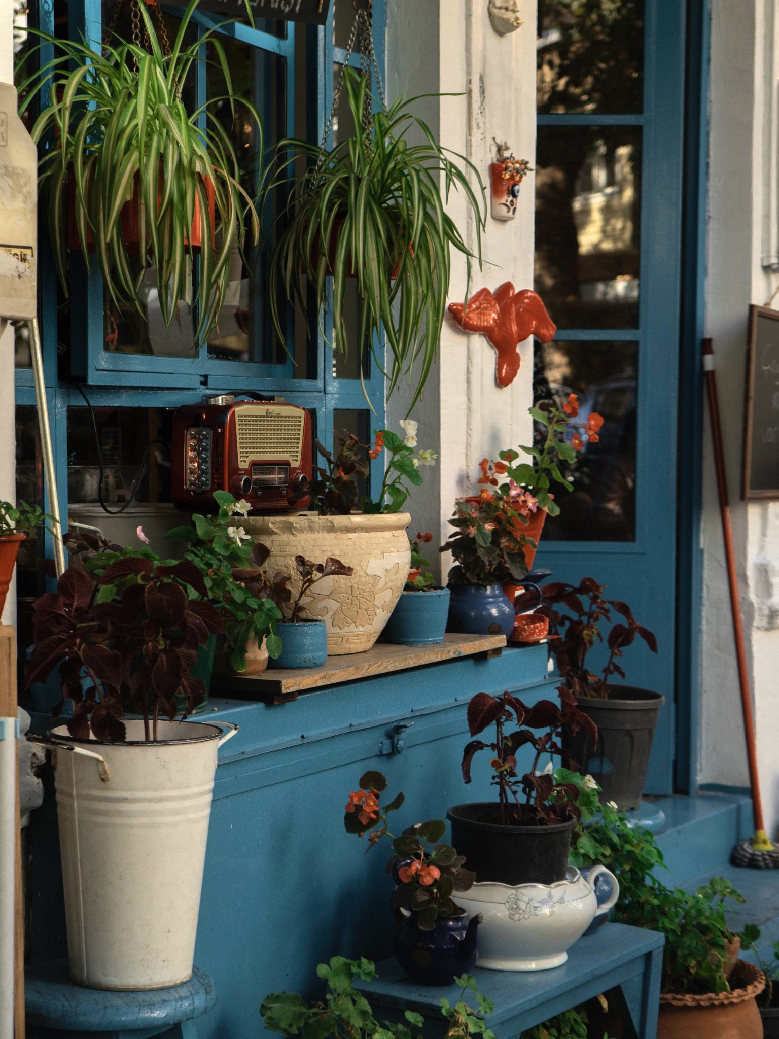 Plant display in boutique or café