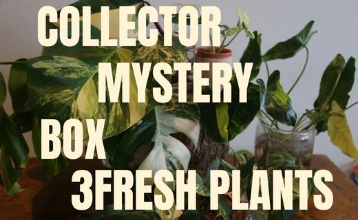 Variegated Aroid Cuttings Mix | Collector Mystery Box