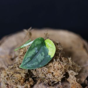 Scindapsus Apolaki Rare Yellow Variegated Small Leaf Collector Cutting 001