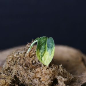 Scindapsus Apolaki Rare Yellow Variegated Small Leaf Collector Cutting 002