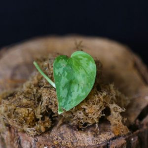 Scindapsus Apolaki Rare Yellow Variegated Small Leaf Collector Cutting 003