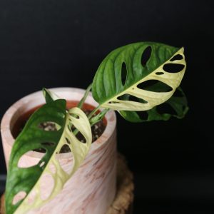 Monstera Adansonii Variegated Rare Half-moon Potted Plant MAV-007