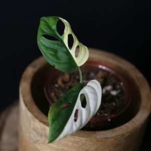 Monstera Adansonii Variegated Rare Half-moon Potted Plant MAV-009