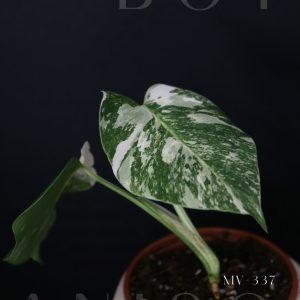 Monstera Variegated Potted MV-337