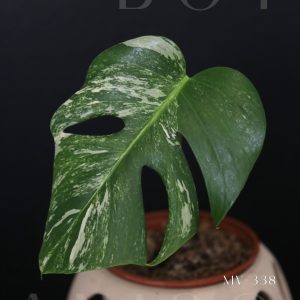 Monstera Variegated Potted MV-338
