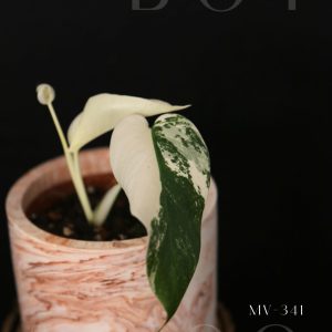 Monstera Variegated Potted MV-341