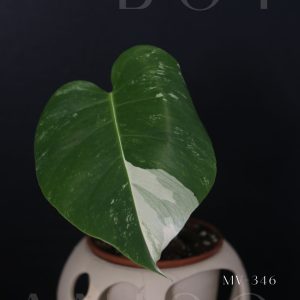Monstera Variegated Potted MV-346