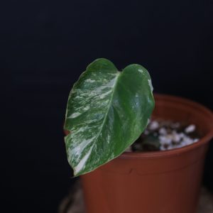 Second chance | Monstera Variegated Potted MV-347