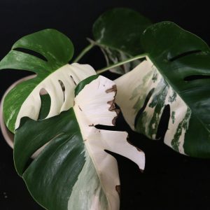Monstera Variegated Well Rooted Potted Plant MV-A01