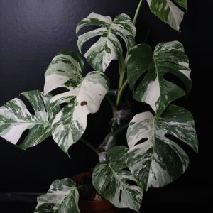 Monstera Variegated Well Rooted Potted Plant MV-A02 | Free Shipping