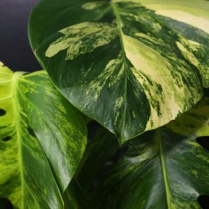 Monstera Borsigiana Yellow Marilyn Cutting 003