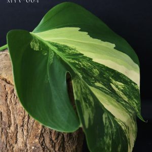 Monstera Borsigiana Yellow Marilyn Cutting 004