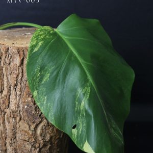 Monstera Borsigiana Yellow Marilyn Cutting 005