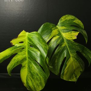 Monstera Borsigiana Yellow Marilyn Top Cutting 006