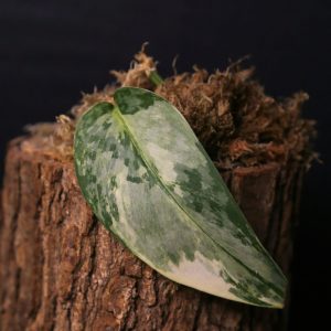 Scindapsus Maharlika Cutting Rare Satin Silver Variegated Collector Aroid 002