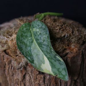Scindapsus Maharlika Cutting Rare Satin Silver Variegated Collector Aroid 003
