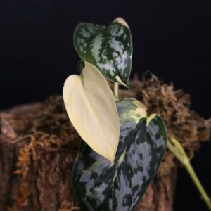 Scindapsus Mariposa Three leafs Top Cutting 001